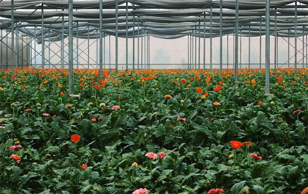 环保更经济：花卉温室大棚信赖空气能采暖机