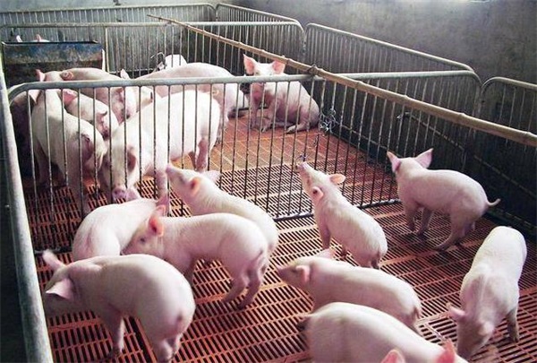 养猪场空气源养殖恒温热泵应用案例