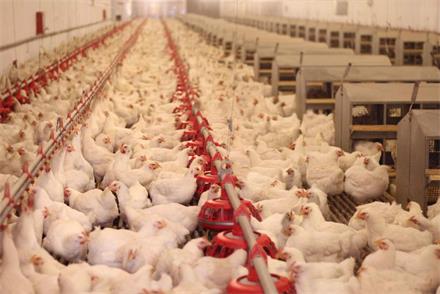 养鸡大棚热泵采暖助力畜牧业绿色发展