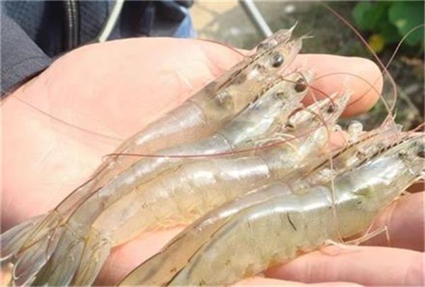 养殖户用热泵养殖虾、鱼，迎接经济回报新高