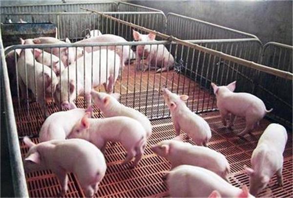 空气能采暖：畜牧业养猪的节能与恒温优选方案